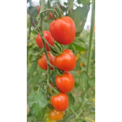 Pomidor Umamini 100 nasion