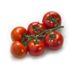 Pomidor Bonaparte 500n