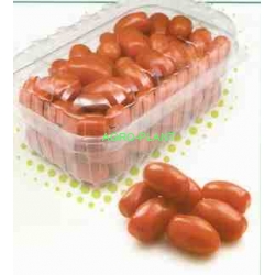 Pomidor Angelle 500 nasion