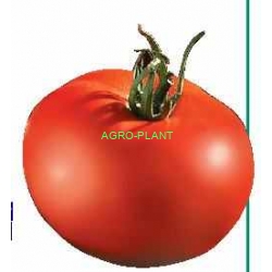 Pomidor Faustine 500 nasion