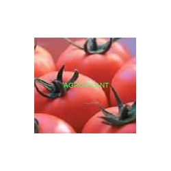 Pomidor Paronset 500 nasion