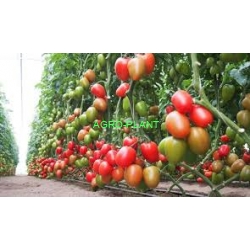 Pomidor Kongo 250 nasion