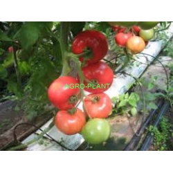 Pomidor Dimerosa 500 nasion