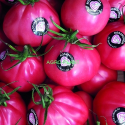 Pomidor Rosamunda 1000 nasion