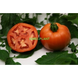 Pomidor Fuchsia 100 nasion