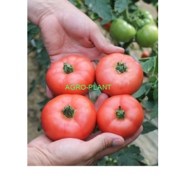 Pomidor GRUMIRA T47812B 500 nasion