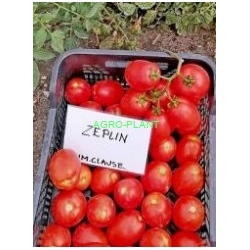 Pomidor Zeplin 2500 nasion
