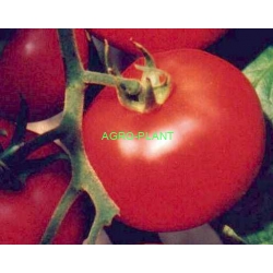 Pomidor Parica 500 nasion