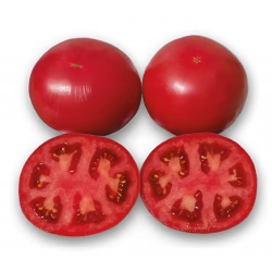 Pomidor Finley 200 nasion