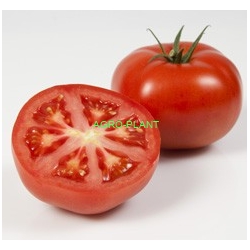 Pomidor Emrero 500 nasion