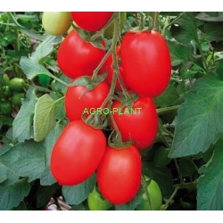 Pomidor Carnaby 250 nasion