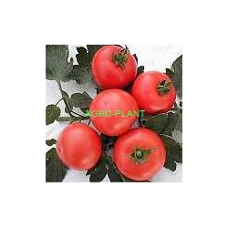 Pomidor Electra 250 nasion