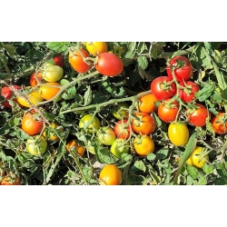 Pomidor Enotrio 10 000 nasion