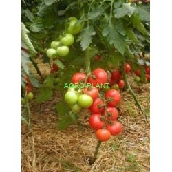 Pomidor Habana 500 nasion