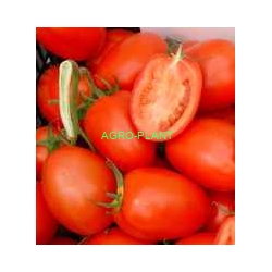 Pomidor Colibri 1000 nasion