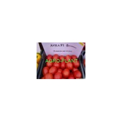 Pomidor Avila 1000 nasion