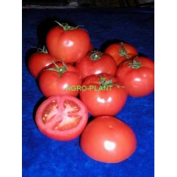 Pomidor Bravona 500n