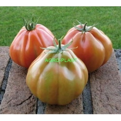 Pomidor Gotico 100 nasion