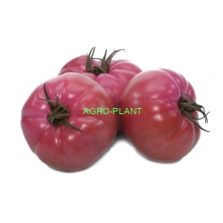 Pomidor Gusto Pink 50 nasion