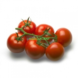 Pomidor Mecano 100 nasion