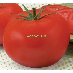 Pomidor Bigdena 500 nasion
