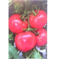Pomidor Pink Bisou TTM-075 250 nasion