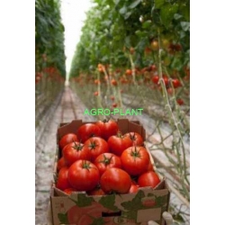 Pomidor T47254 500n