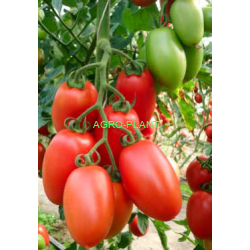 Pomidor Gocciola 250 nasion