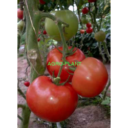 Pomidor Salisidro 250 nasion