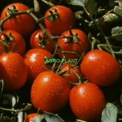 Pomidor Leader 5000 nasion