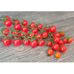 Pomidor Roney 100 nasion