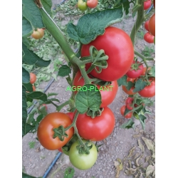 Pomidor TG9121 250 nasion