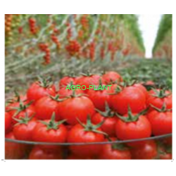 Pomidor Genio 250 nasion