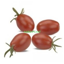Pomidor Luciplus 100 nasion