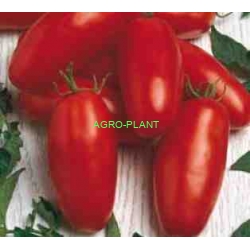 Pomidor Caspar 1000 nasion