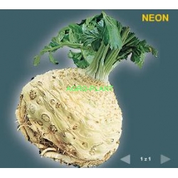 Seler Neon 10Tyś nasion