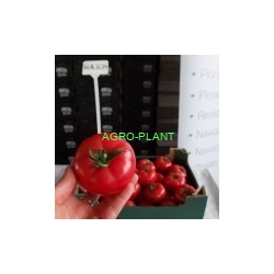 Pomidor Framboo (3684) 250 nasion