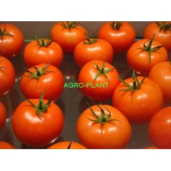 Pomidor Kanavaro 500n