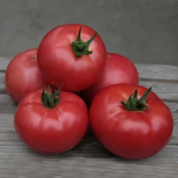 Pomidor Zersy 250 nasion