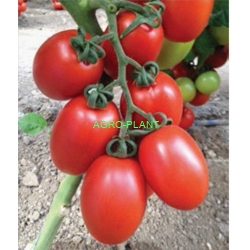 Pomidor Millonety 250 nasion