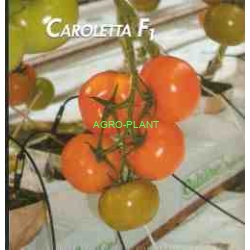 Pomidor Caroletta 500n