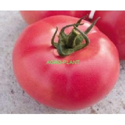 Pomidor VP2 250 nasion