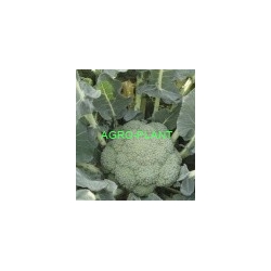 Brokuł Naxos 2500 nasion