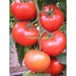 Pomidor Casania 500 nasion