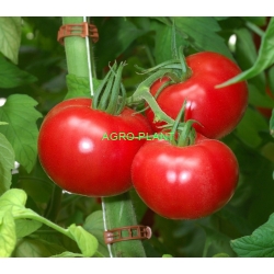 Pomidor malinowy Fuji Pink 500 nasion