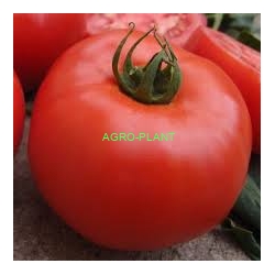 Pomidor Zadurella 250 nasion