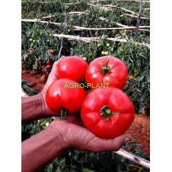 Pomidor Eurasia 1000 nasion