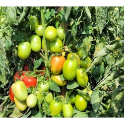 Pomidor Vistula 5000 nasion