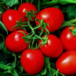 Pomidor Jet 5000 nasion