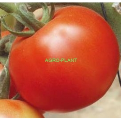Pomidor Fanny 500 nasion